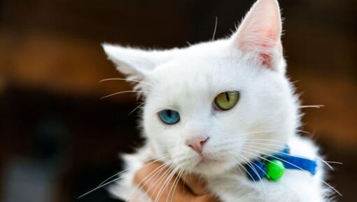 Japanese bobtail shorthair store cat